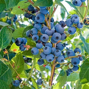 Wild Forest Berry Seeds