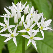 Wild Garlic Plant Seeds - Herbal Plant