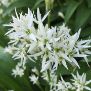 Wild Garlic Plant Seeds - Herbal Plant