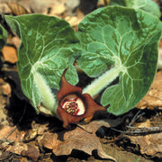 Asarum Canadense Wild Ginger Seeds, Herbal