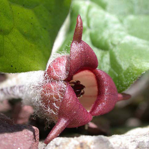 Asarum Canadense Wild Ginger Seeds, Herbal