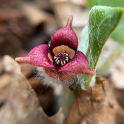 Asarum Canadense Wild Ginger Seeds, Herbal
