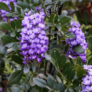 Texas Seeds, Dermatophyllum secundiflorum