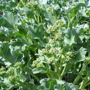 Wild Kale Seeds