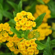 Wild Lantana Seeds - Flower Plant