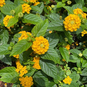 Wild Lantana Seeds - Flower Plant