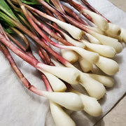 Wild Leek Seeds, Allium tricoccum