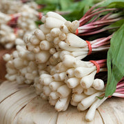 Wild Leek Seeds, Allium tricoccum