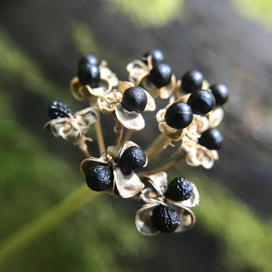 Wild Leek Seeds, Herbal