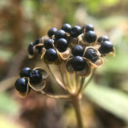 Wild Leek Seeds, Herbal