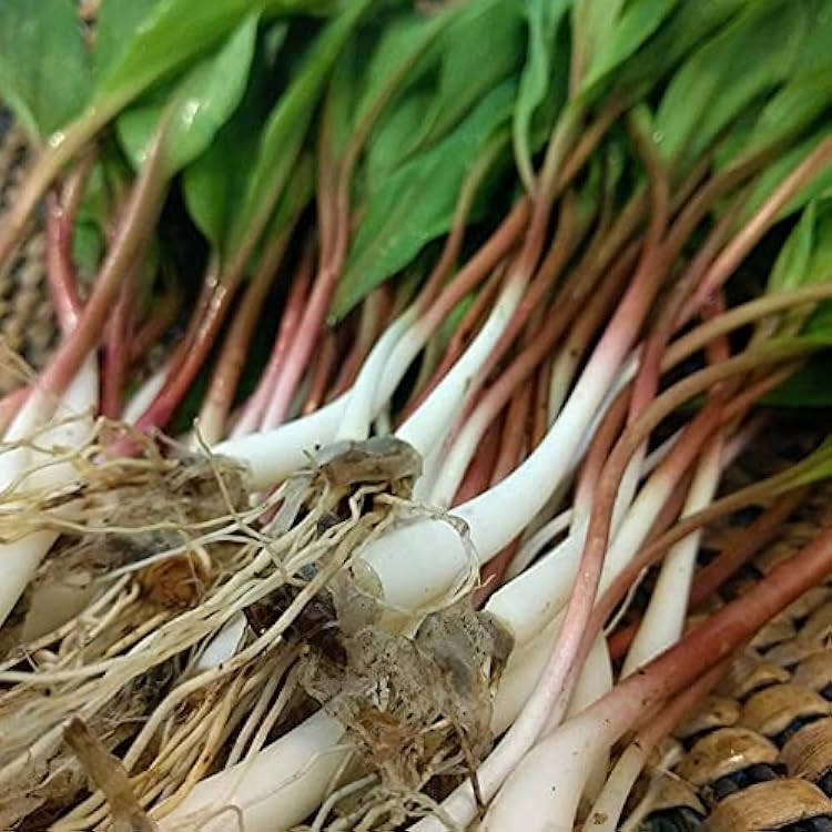 Wild Leek Seeds, Allium tricoccum