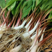 Wild Leek Seeds, Allium tricoccum
