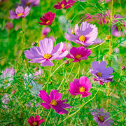 Cosmos Seeds – Cosmos bipinnatus