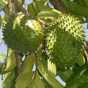 Wild Soursop Seeds - Fruit Plant