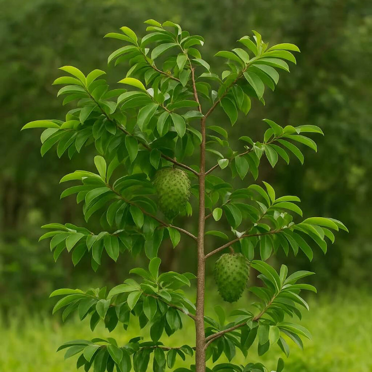 Wild Soursop Seeds