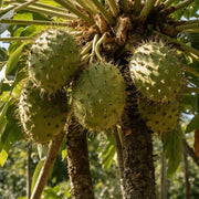 Wild Soursop Seeds - Fruit Plant