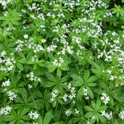 Wild Sweet Woodruff Seeds - Herbal Plant