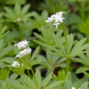 Wild Sweet Woodruff Seeds - Herbal Plant