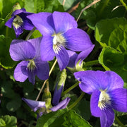 Wild Seeds, Viola odorata