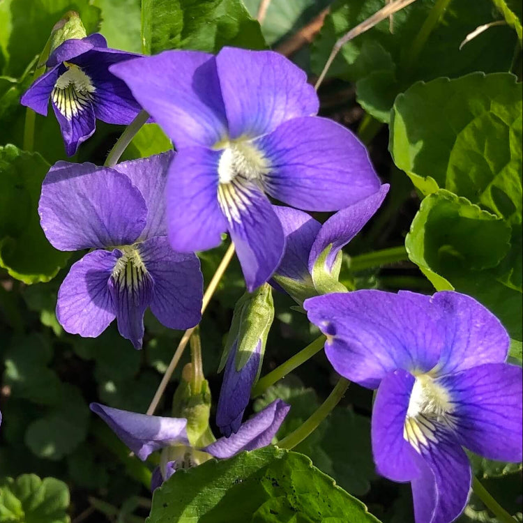 Wild Seeds, Viola odorata