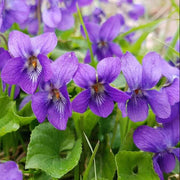 Wild Seeds, Viola odorata