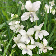 Wild Seeds, Viola odorata