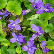 Wild Seeds, Viola odorata
