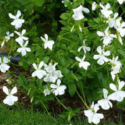 Wild Seeds, Viola odorata