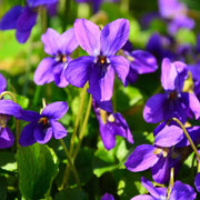 Wild Seeds, Viola odorata
