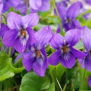 Wild Seeds, Viola odorata