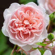 Elegant Apricot-Pink Climbing Rose Seeds