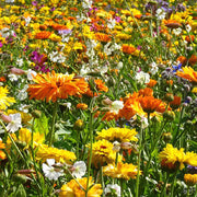 Wildflower Seeds
