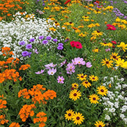 Deer Resistant Mix Wildflower Seeds