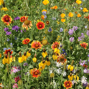 Southwest Mix Wildflower Seeds