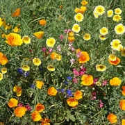 Southwest Mix Wildflower Seeds