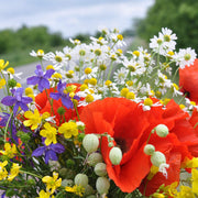 All In One Bouquet Mix Wildflower Seeds