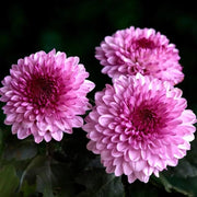 Wildflower Chrysanthemum Seeds Light Pink Green Seeds