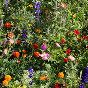Deer Proof Wildflower Seeds