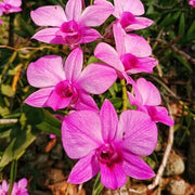 Wildflower Dendrobium Seeds