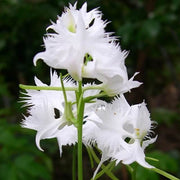 Wildflower Dove Orchid Seeds