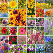 Heirloom Mix Wildflower Seeds