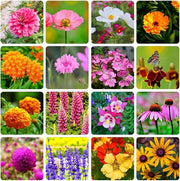 Heirloom Mix Wildflower Seeds