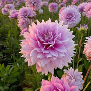 Wildflower Karma Amanda Violet White Bicolor Seeds