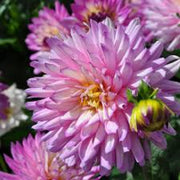 Wildflower Karma Amanda Violet White Bicolor Seeds