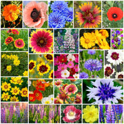 Wildflower Meadow Kit