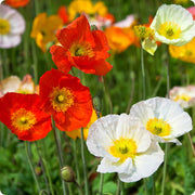 Wildflower Meadow Kit