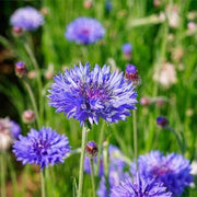 Wildflower Meadow Kit