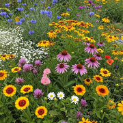 Midwest Mix Wildflower Seeds