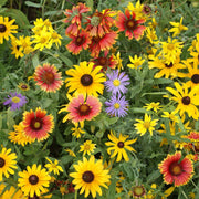 Wildflower Mix Seeds - Assorted Seeds