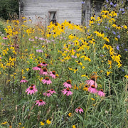 Midwest Mix Wildflower Seeds